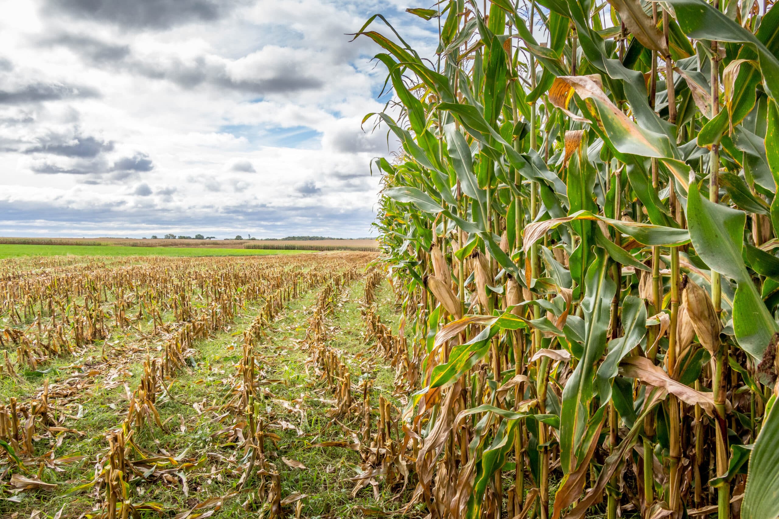 Precision farming technology has become a large pillar in farm operations. Service Motor is your home for all things precision agriculture, with a dedicated team of specialists ready to answer your questions. Visit one of our local precision agriculture dealerships throughout Wisconsin. Precision farming technology has become a large pillar in farm operations. Service Motor is your home for all things precision agriculture, with a dedicated team of specialists ready to answer your questions. Visit one of our local precision agriculture dealerships throughout Wisconsin.